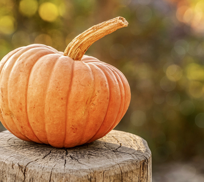 A close up shot of a pumpkin sat on a stump of wood